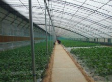 如何合理的建设日光温室？